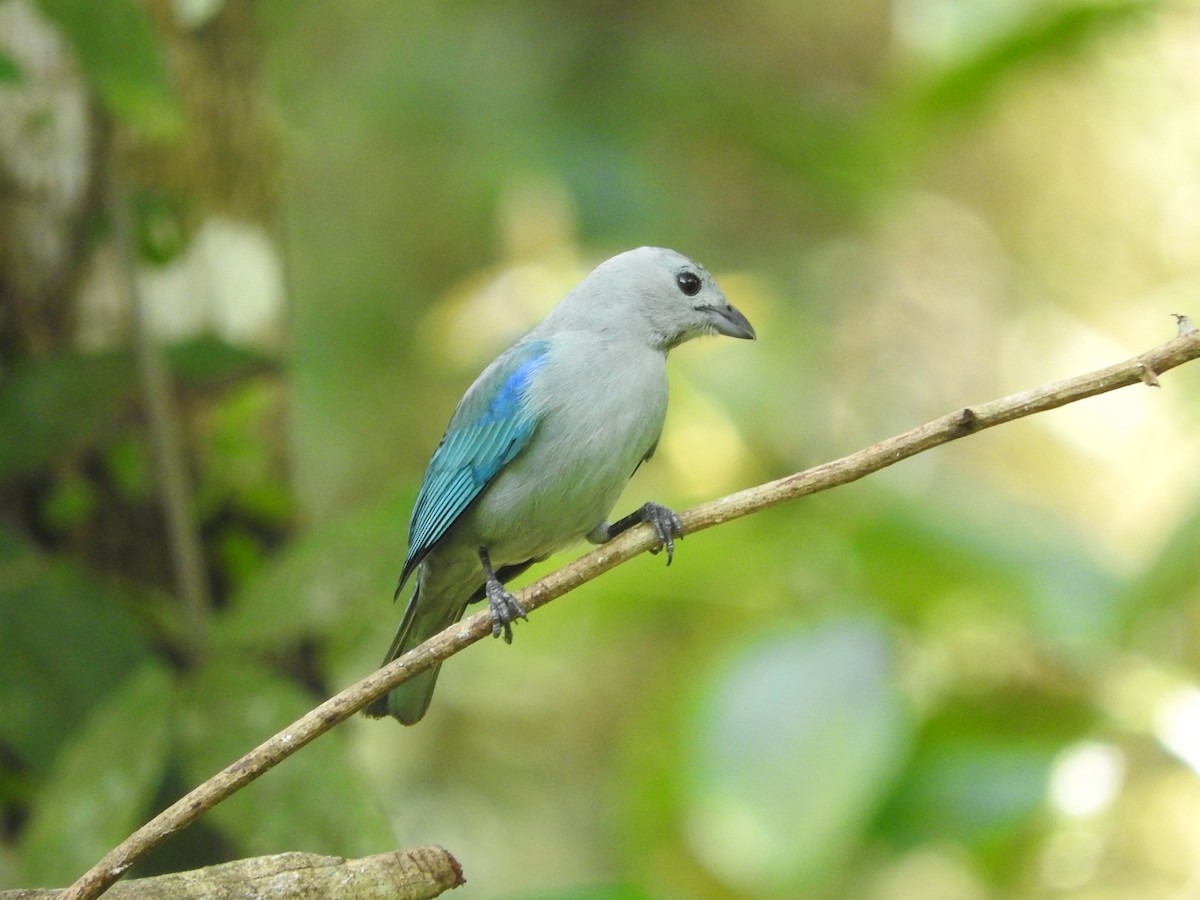 Blue-gray Tanager - ML617541810