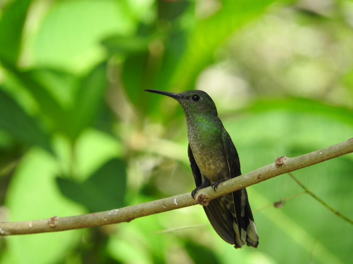 kolibřík skvrnitoprsý - ML617541838