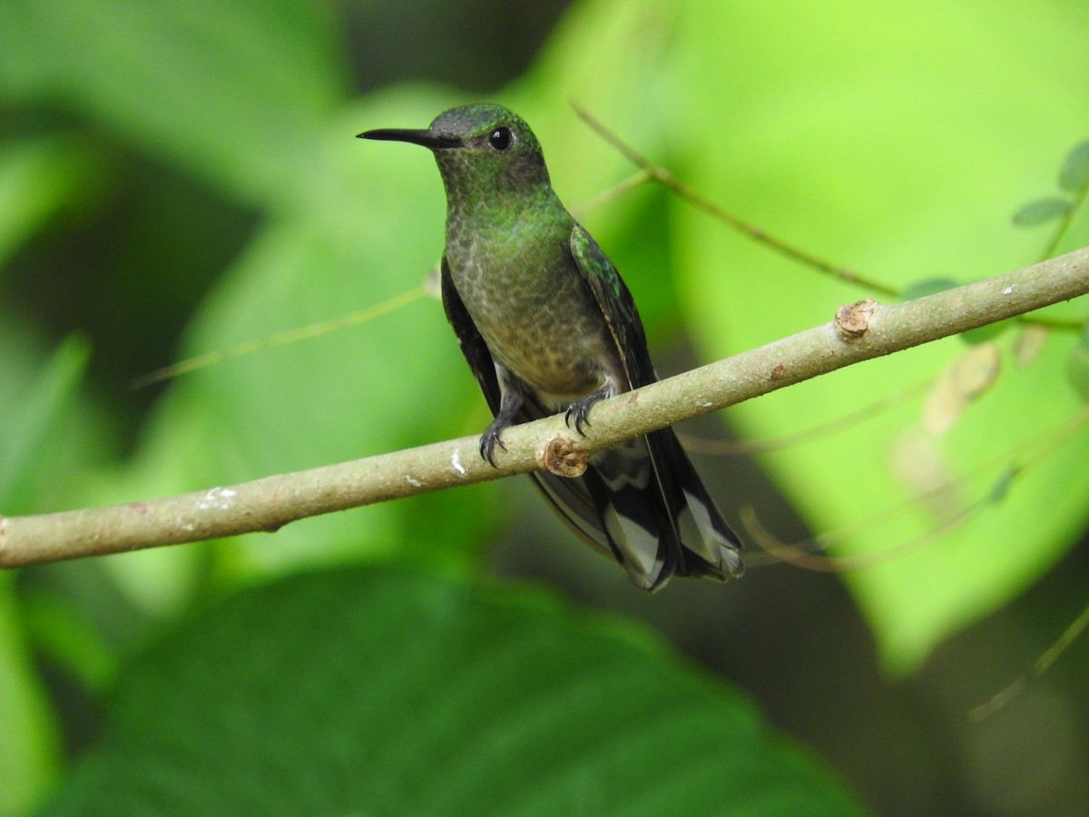 Scaly-breasted Hummingbird - Jose Bolaños