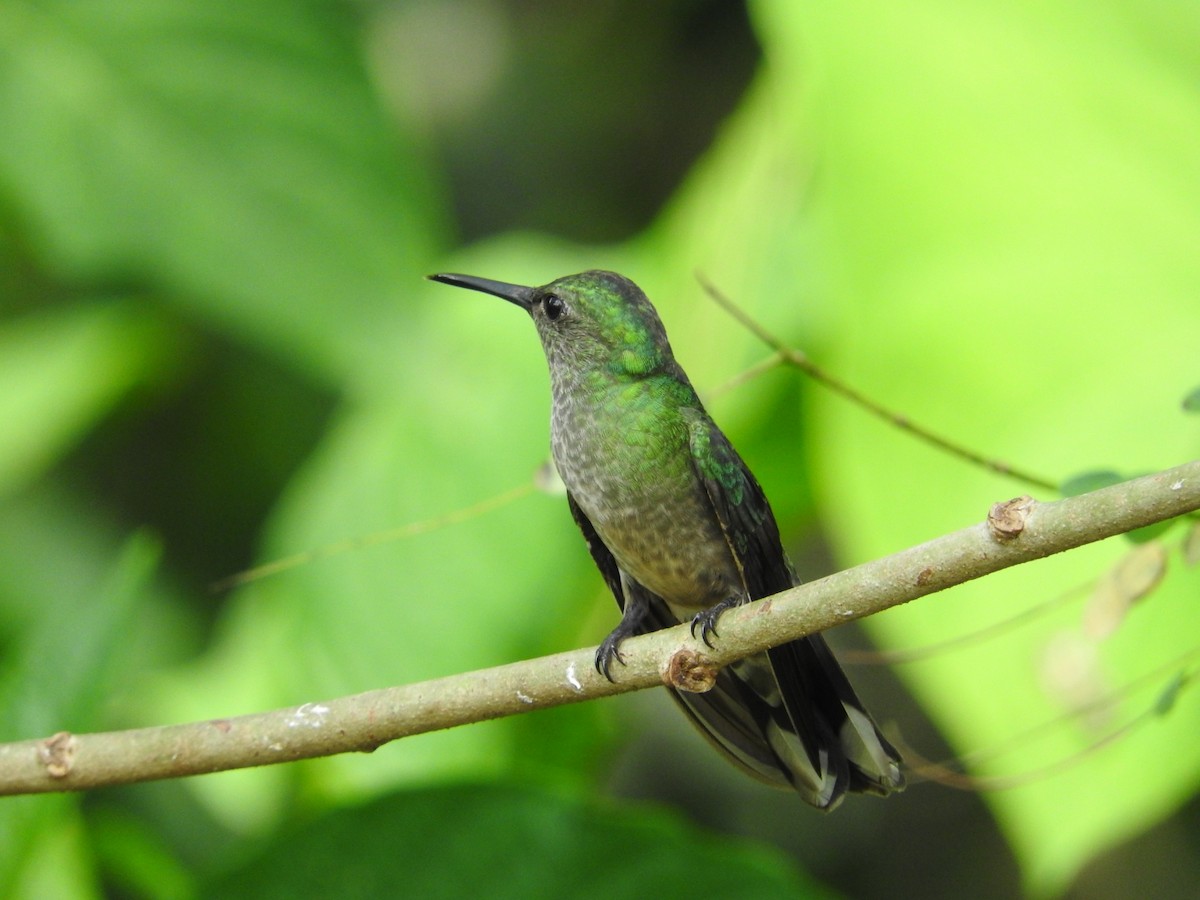 Scaly-breasted Hummingbird - Jose Bolaños