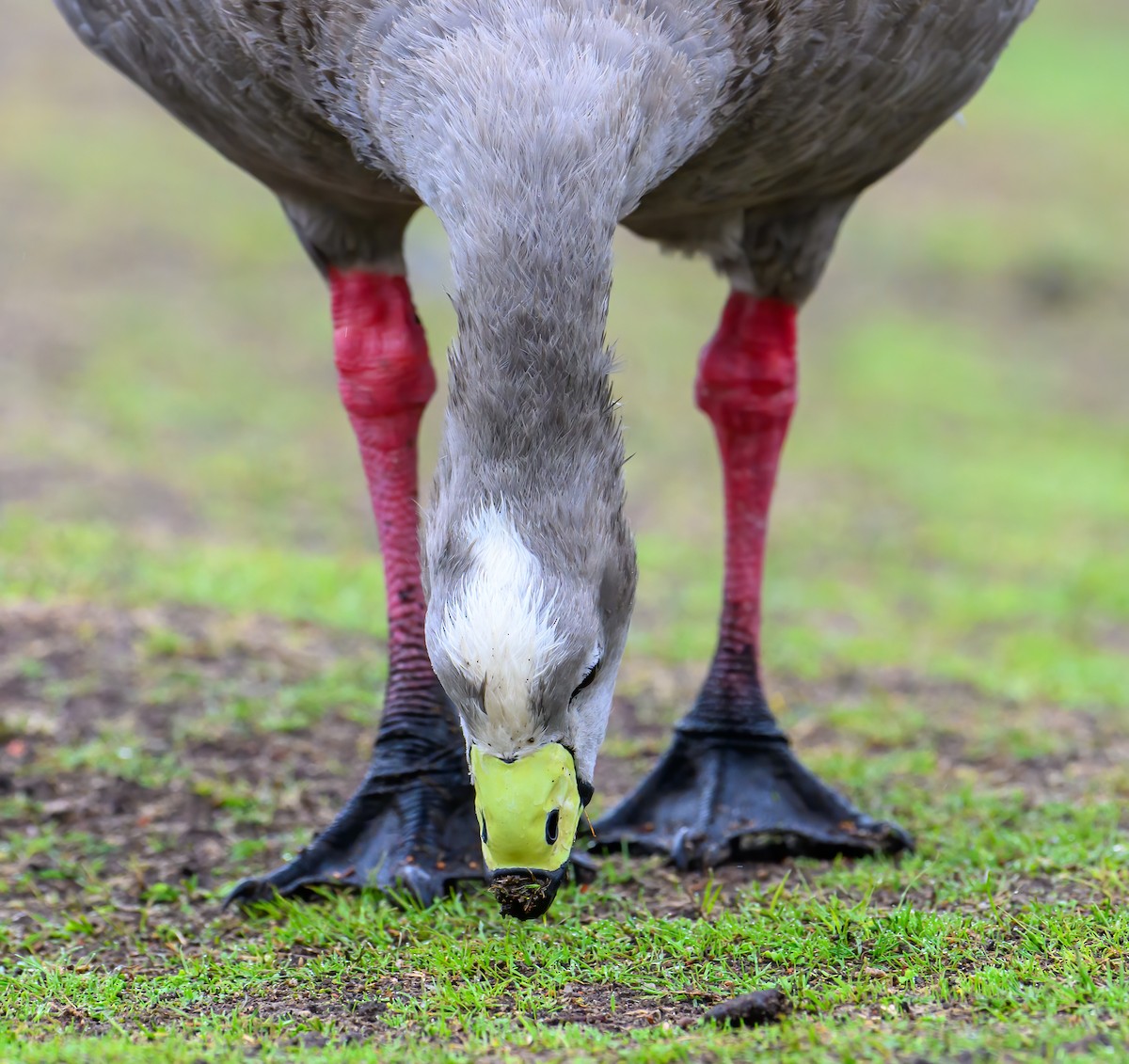 Cape Barren Goose - Mark Lethlean