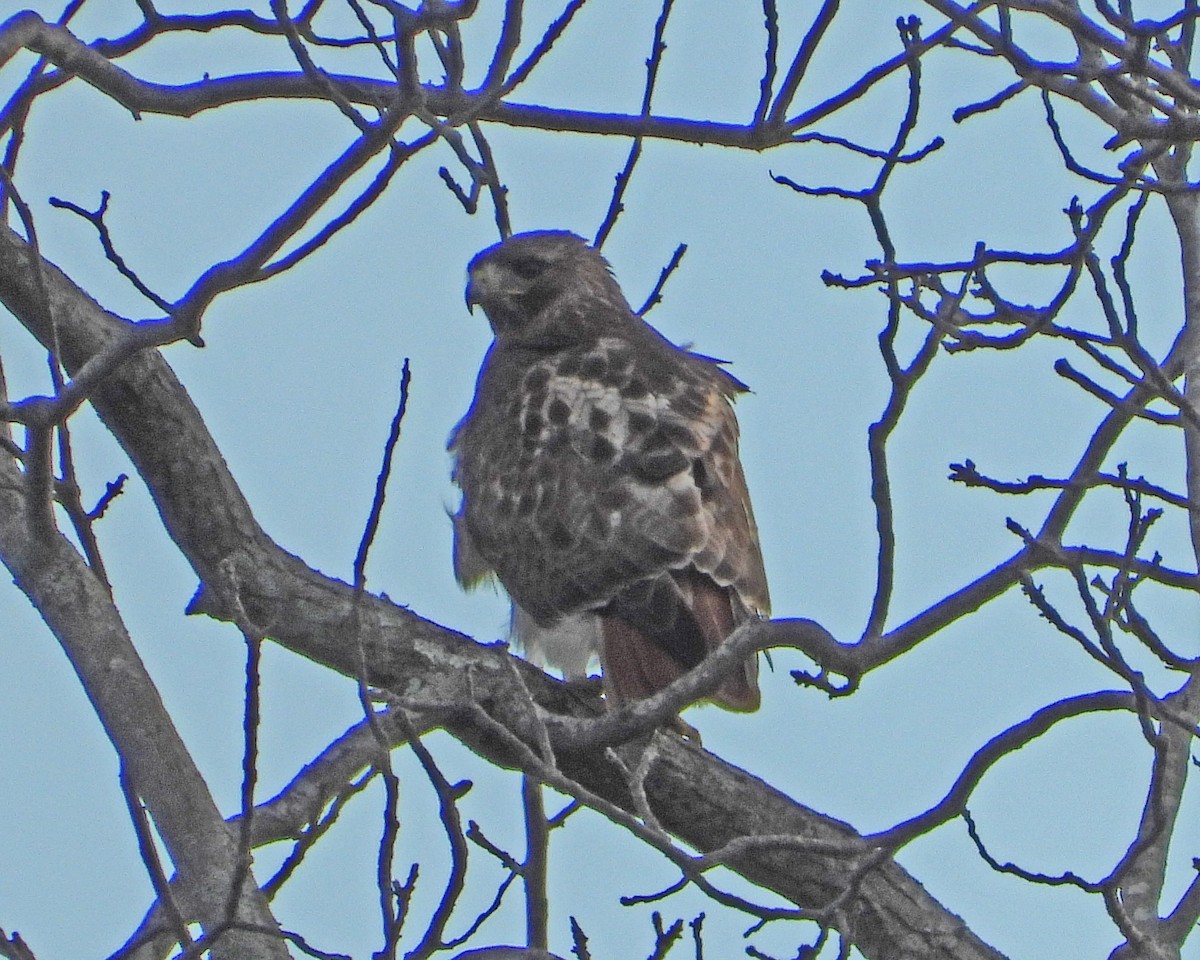 Red-tailed Hawk - ML617541986