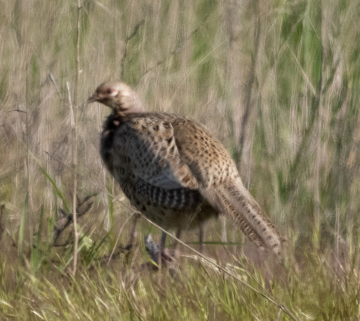 Ring-necked Pheasant - ML617542006