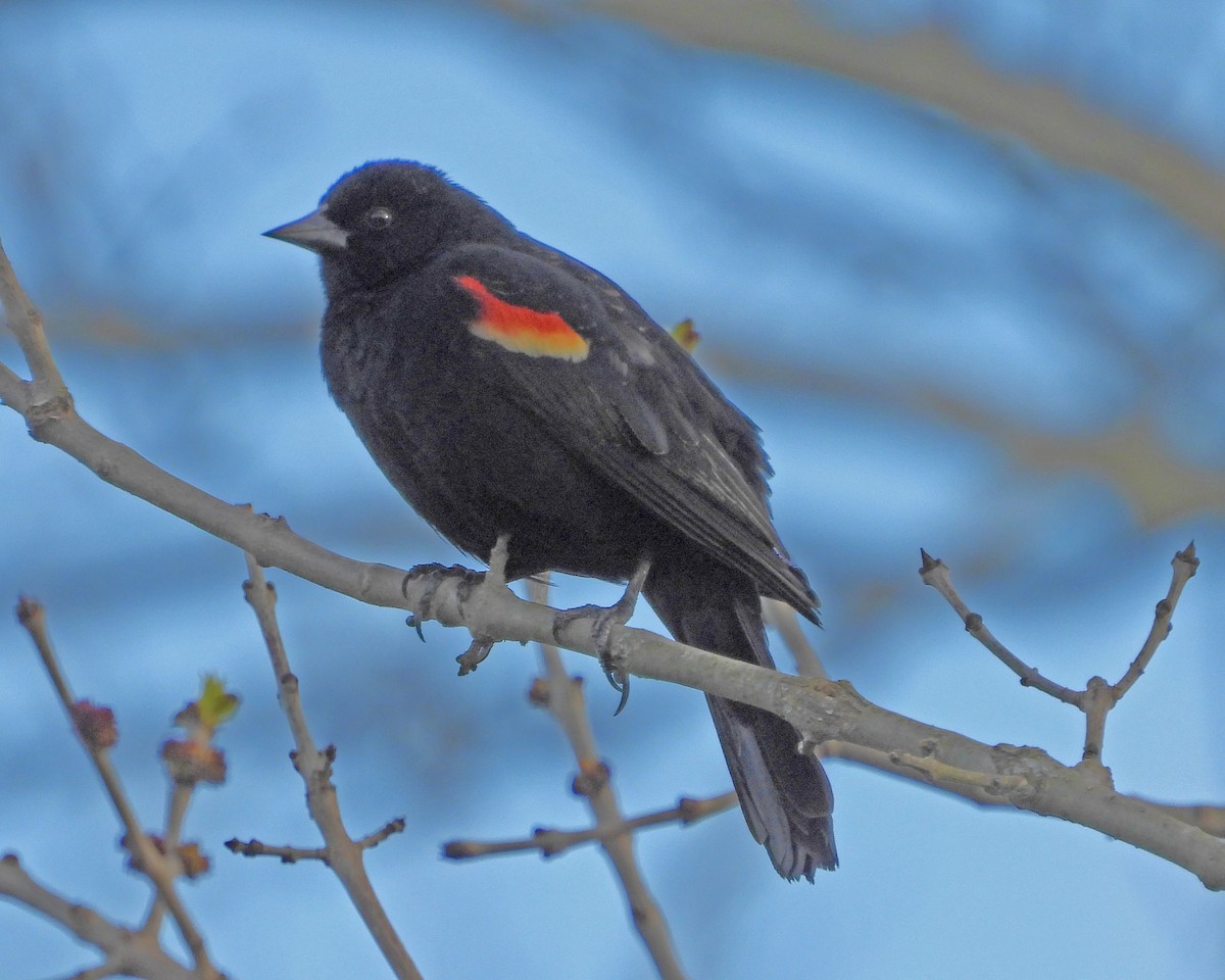 Red-winged Blackbird - Aubrey Merrill