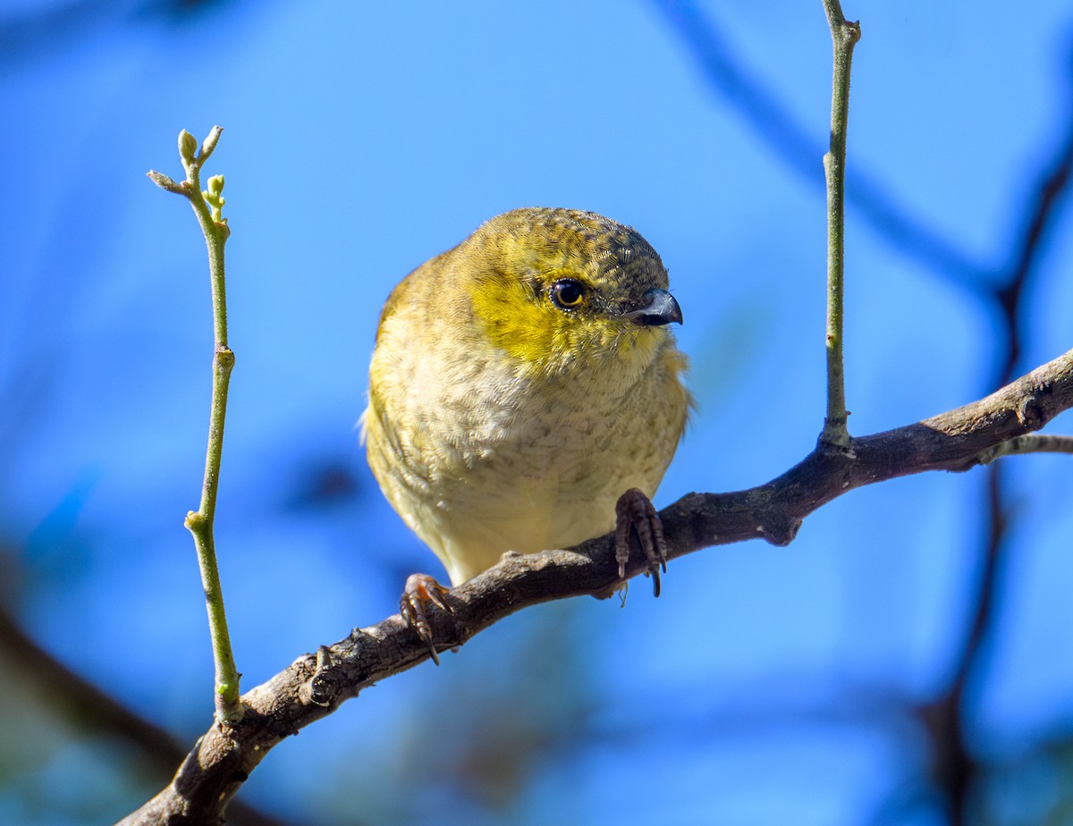 Forty-spotted Pardalote - ML617542038