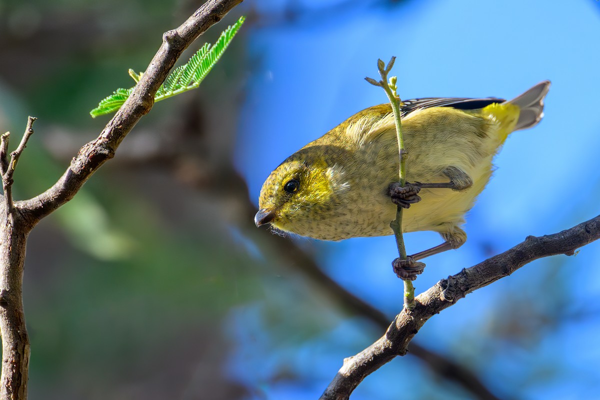 Forty-spotted Pardalote - ML617542040