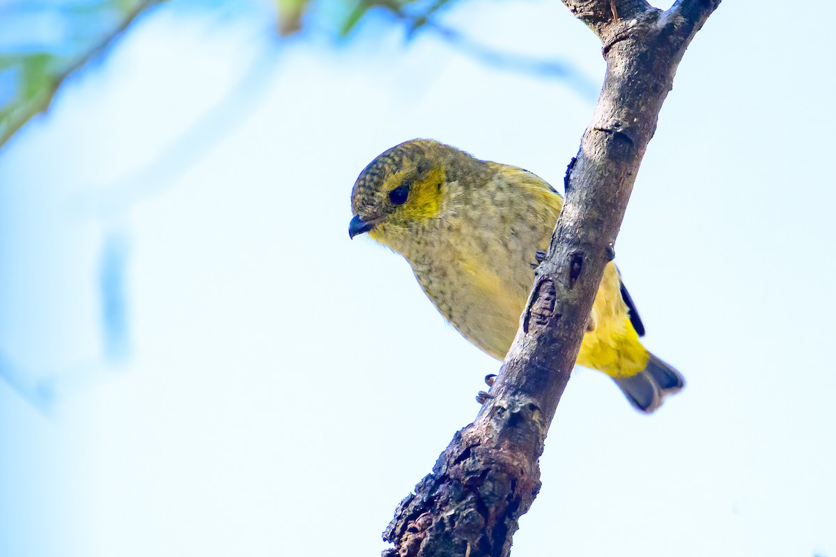 Forty-spotted Pardalote - ML617542042