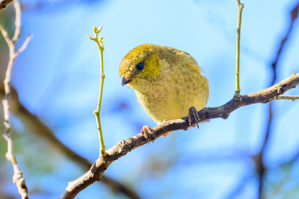 Forty-spotted Pardalote - ML617542044