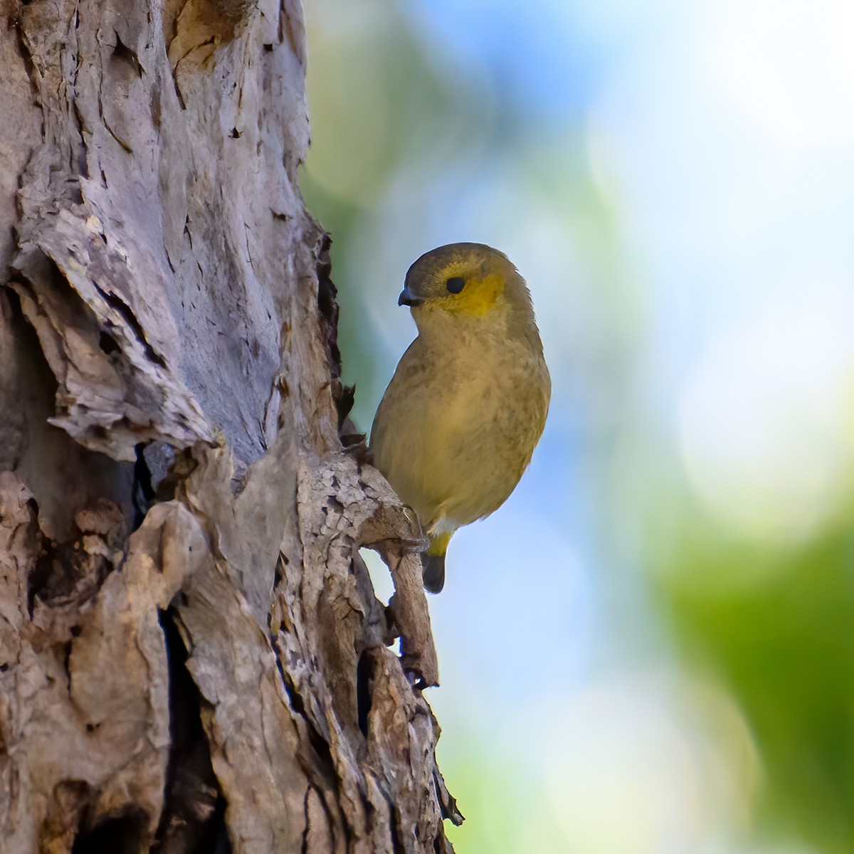 Forty-spotted Pardalote - ML617542045