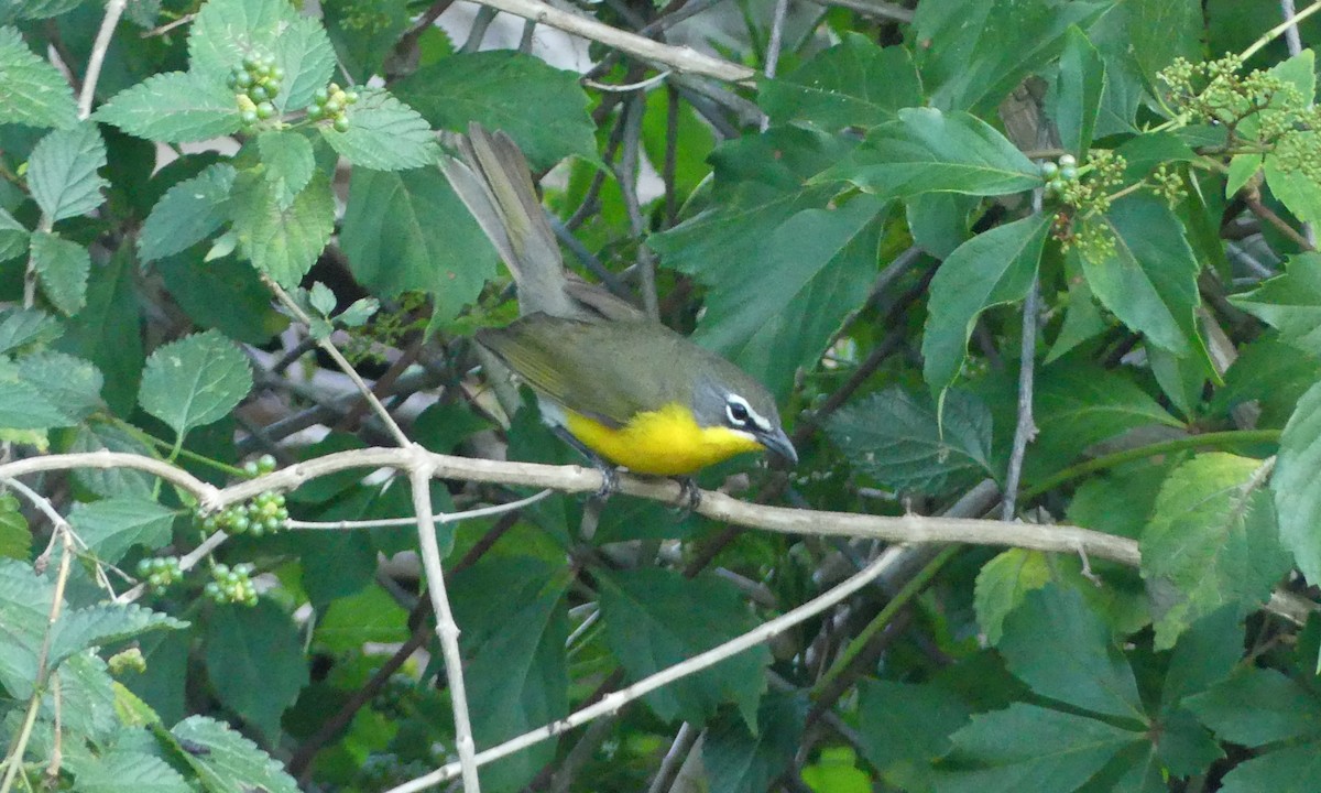 Yellow-breasted Chat - ML617542181