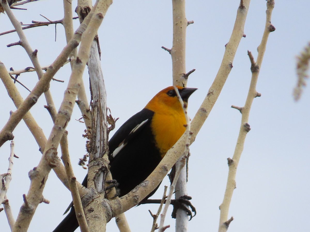 Yellow-headed Blackbird - Scott Brown