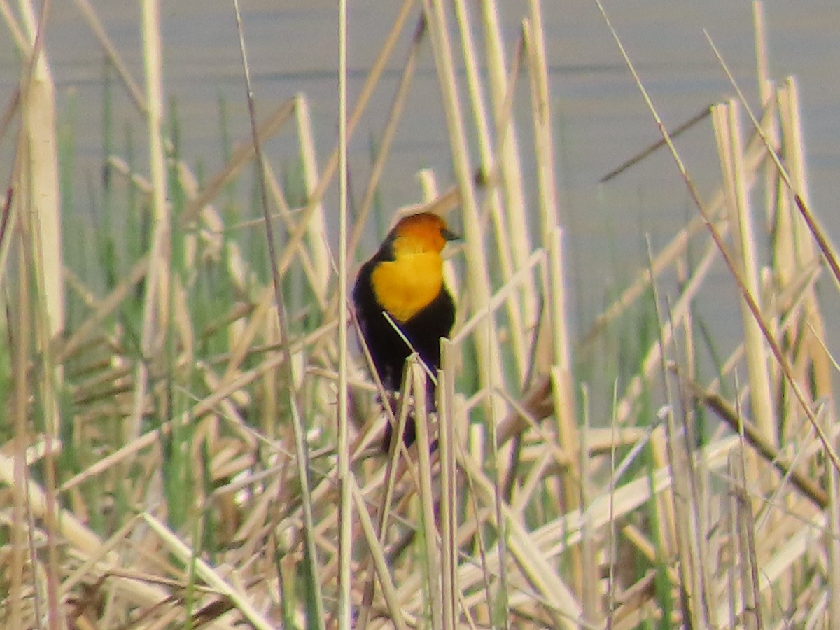 Yellow-headed Blackbird - Scott Brown
