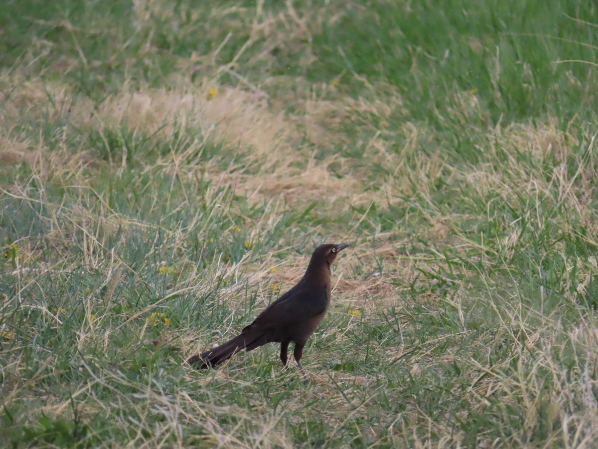 Great-tailed Grackle - Scott Brown