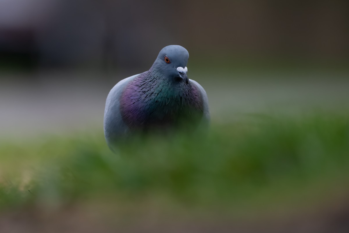 Rock Pigeon (Feral Pigeon) - Matthew Dolkart