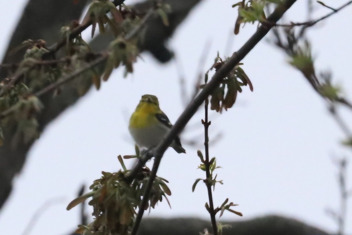 Yellow-throated Vireo - T Remy