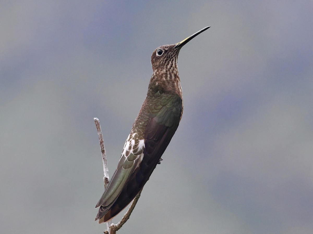 Giant Hummingbird - Gabriel Willow