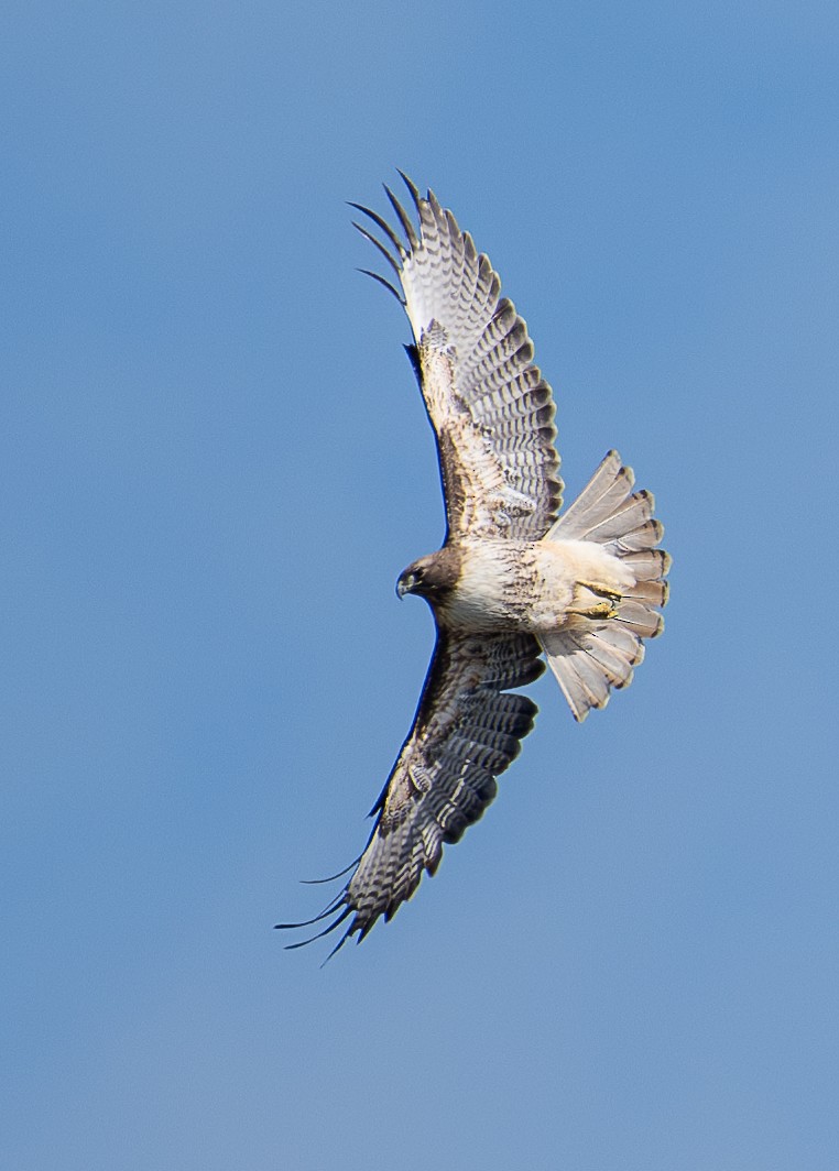 Red-tailed Hawk (calurus/alascensis) - ML617542384