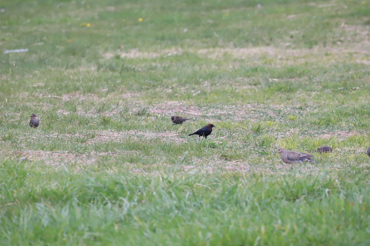 Brown-headed Cowbird - T Remy