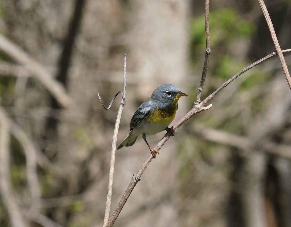 Northern Parula - Terry Reiling