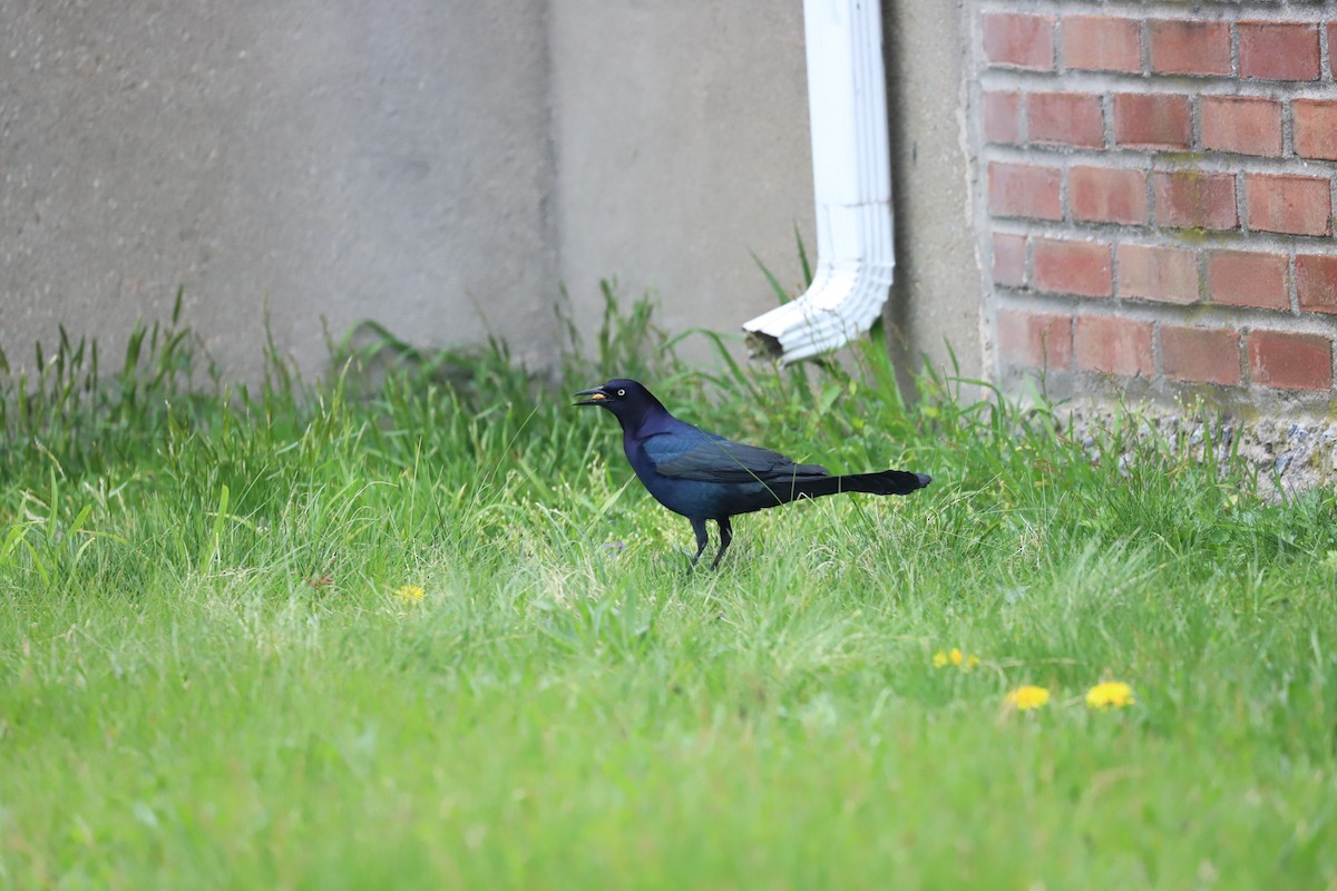 Boat-tailed Grackle - T Remy