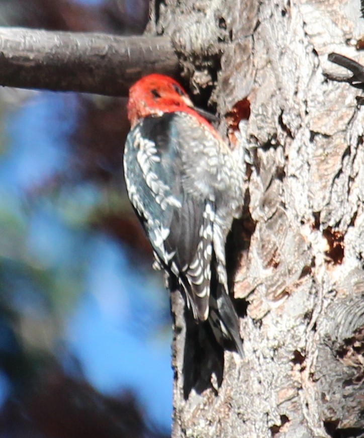 Red-breasted Sapsucker - ML617542471