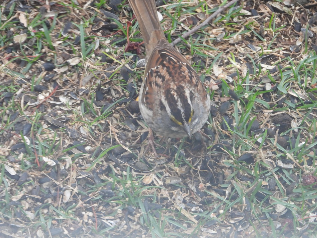 White-throated Sparrow - ML617542542