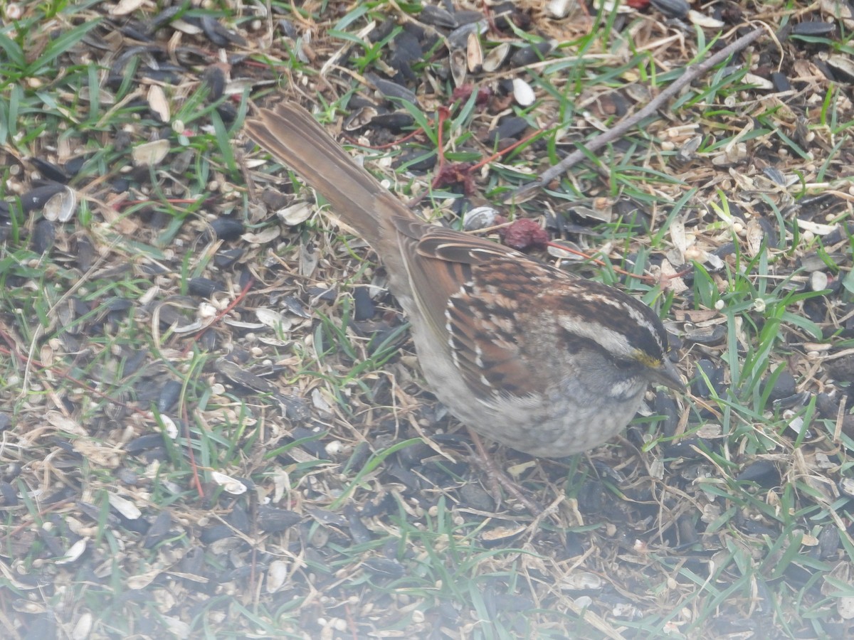White-throated Sparrow - ML617542543