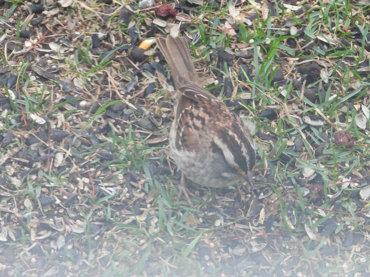 White-throated Sparrow - ML617542544