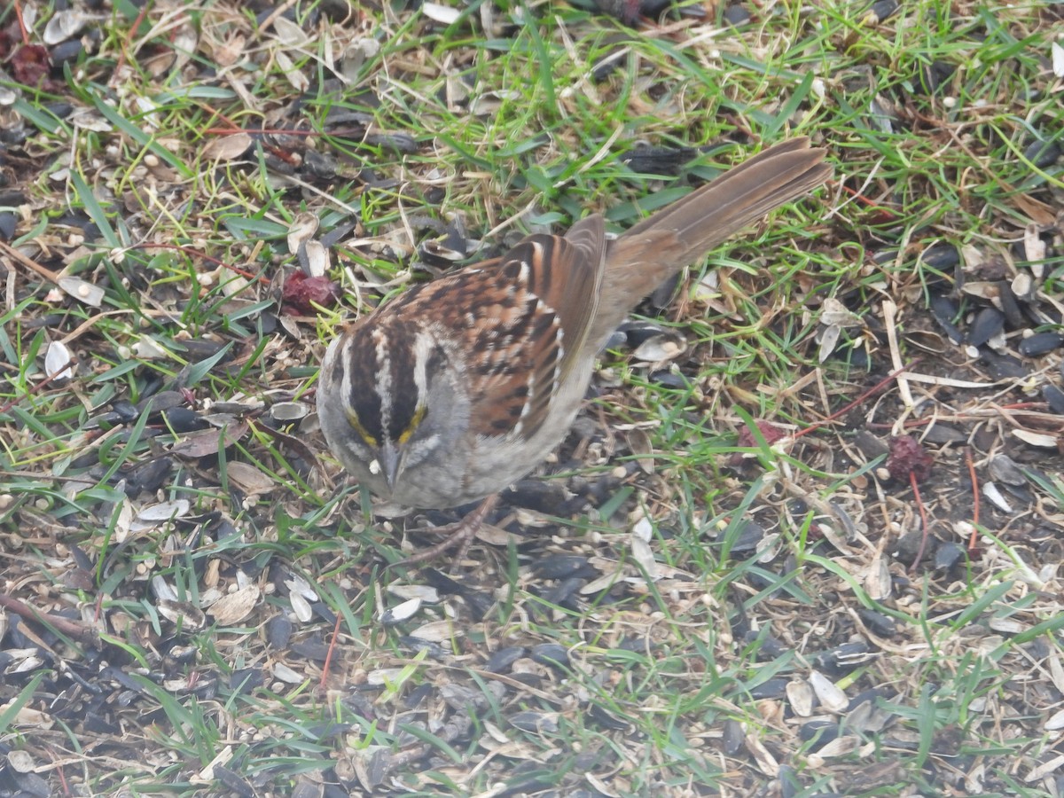 White-throated Sparrow - ML617542545