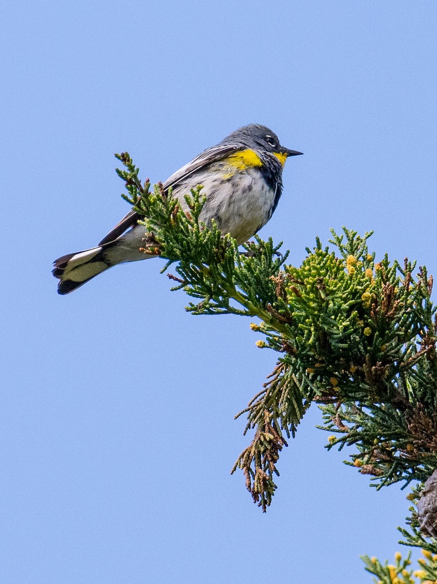 Yellow-rumped Warbler (Audubon's) - ML617542570
