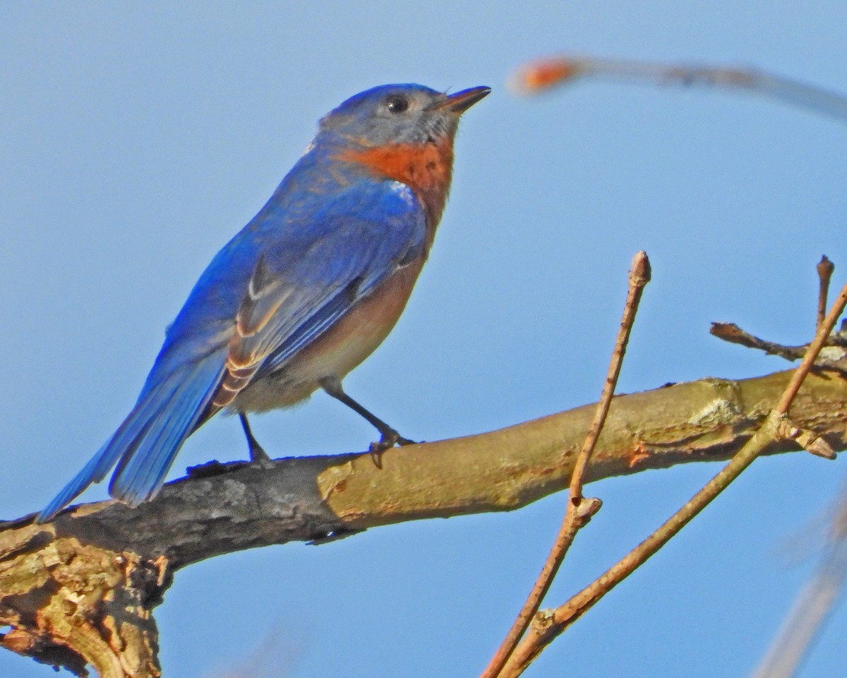 Eastern Bluebird - Aubrey Merrill