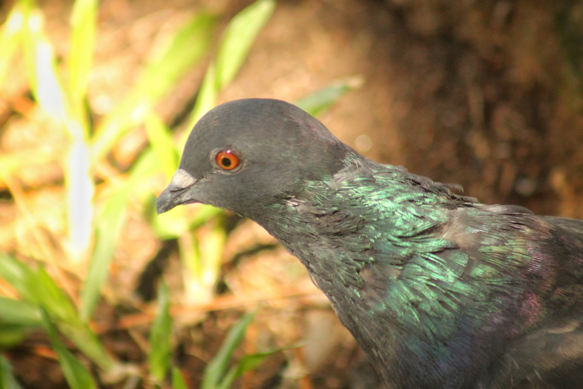Rock Pigeon (Feral Pigeon) - Guillermo Andreo