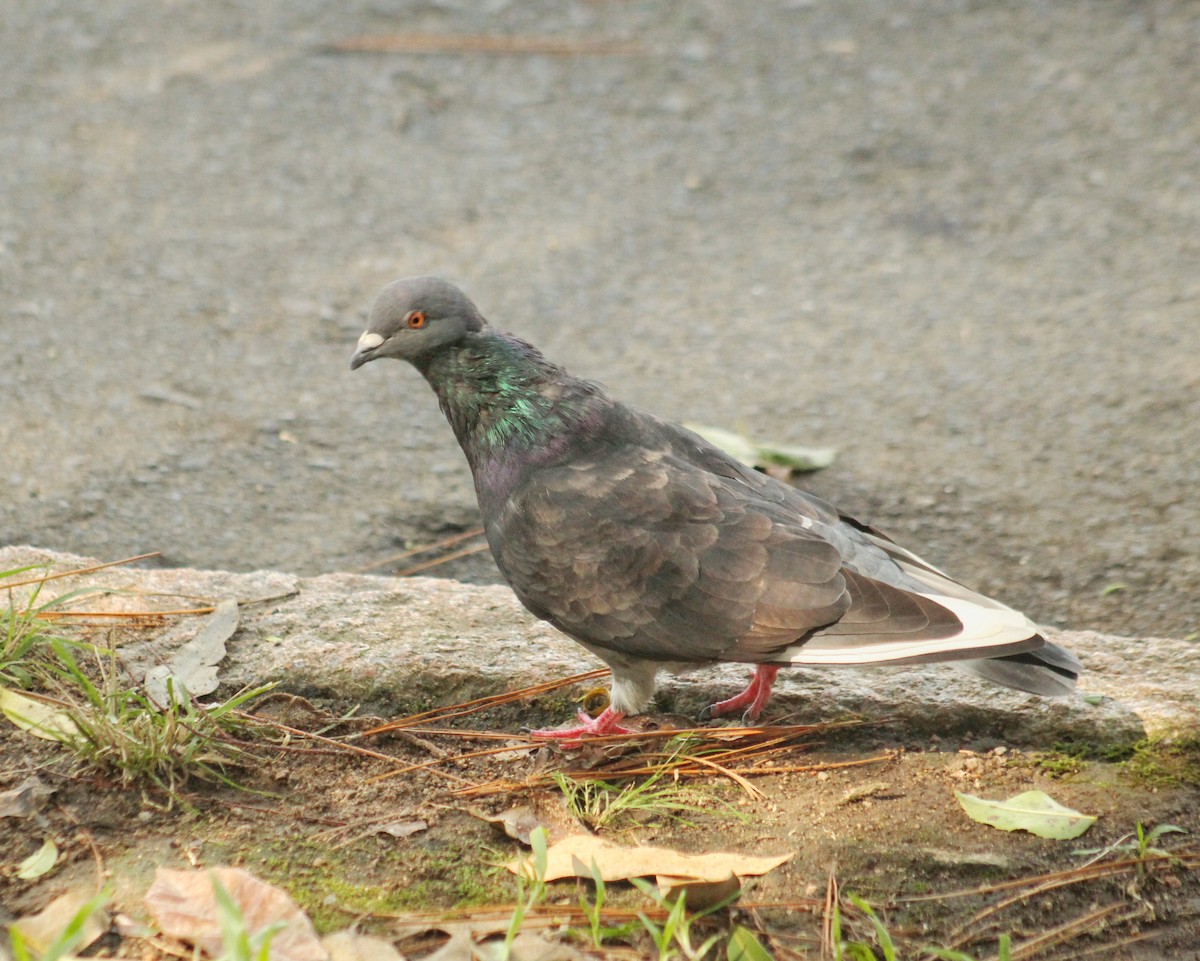 Rock Pigeon (Feral Pigeon) - ML617542615