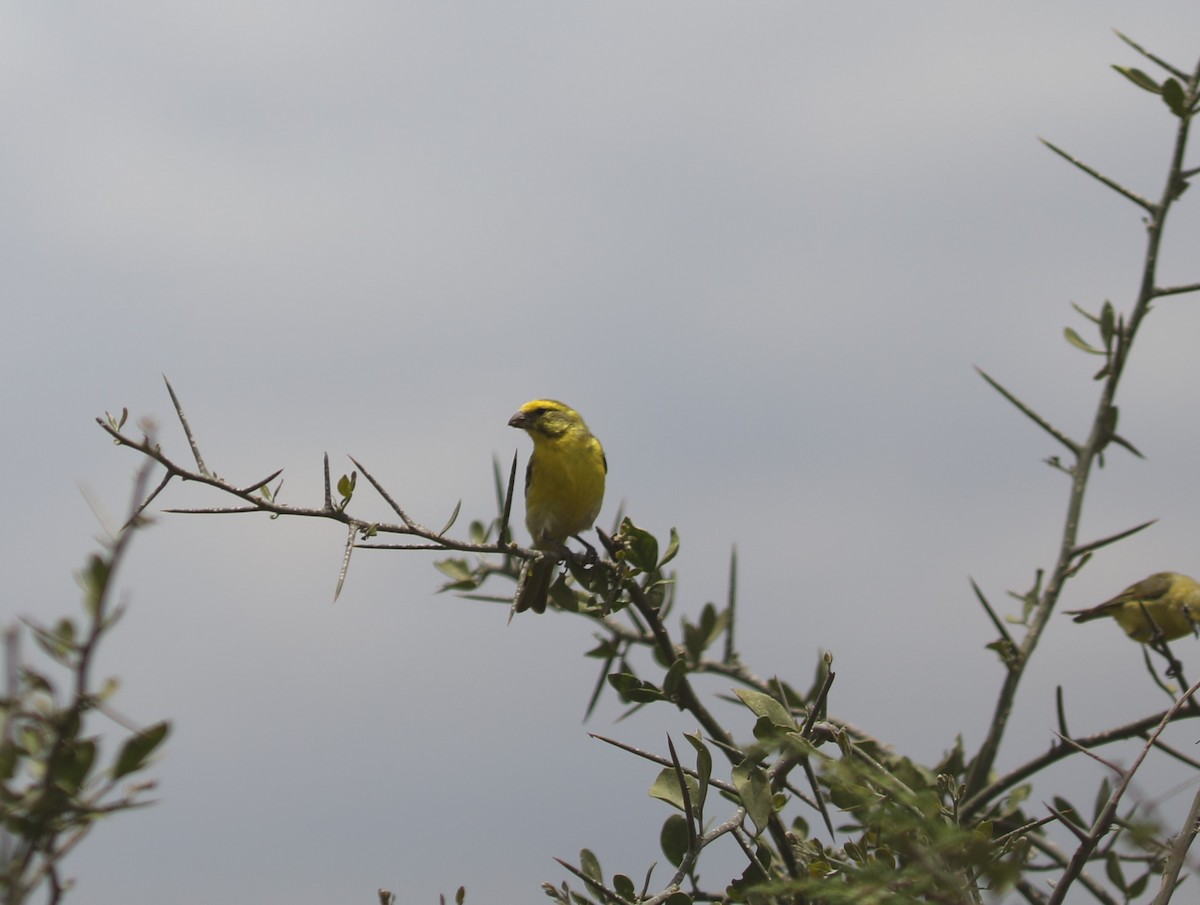 White-bellied Canary - ML617542654