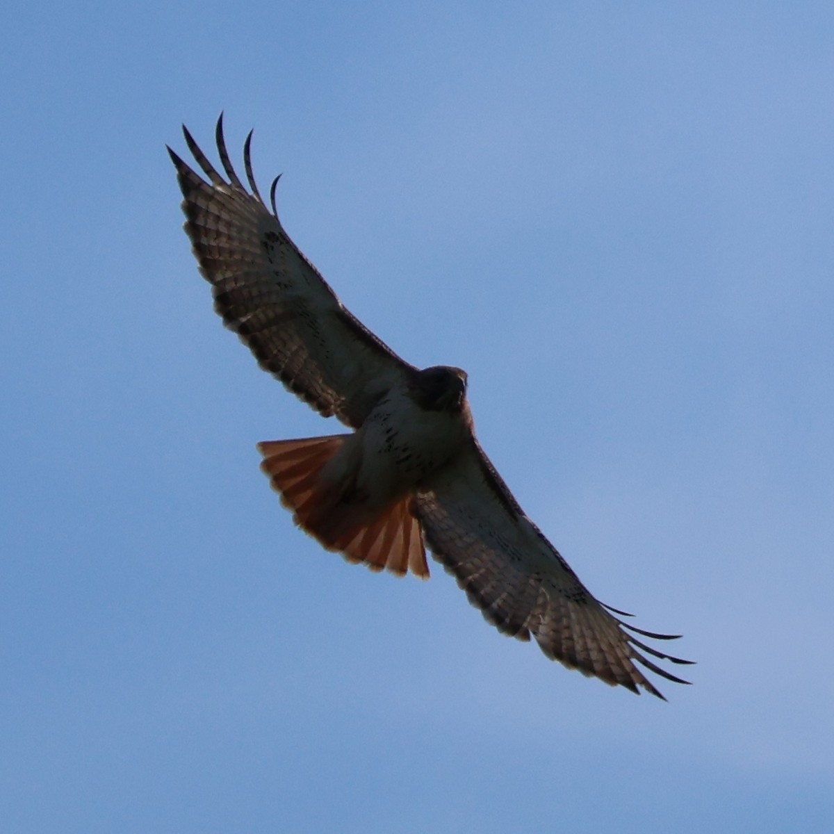 Red-tailed Hawk (borealis) - Nathan Stimson