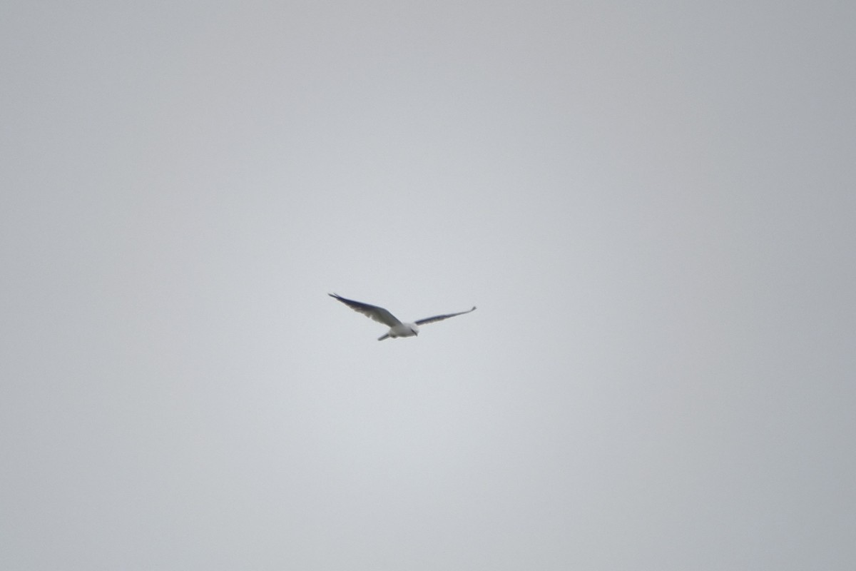 White-tailed Kite - ML617542784