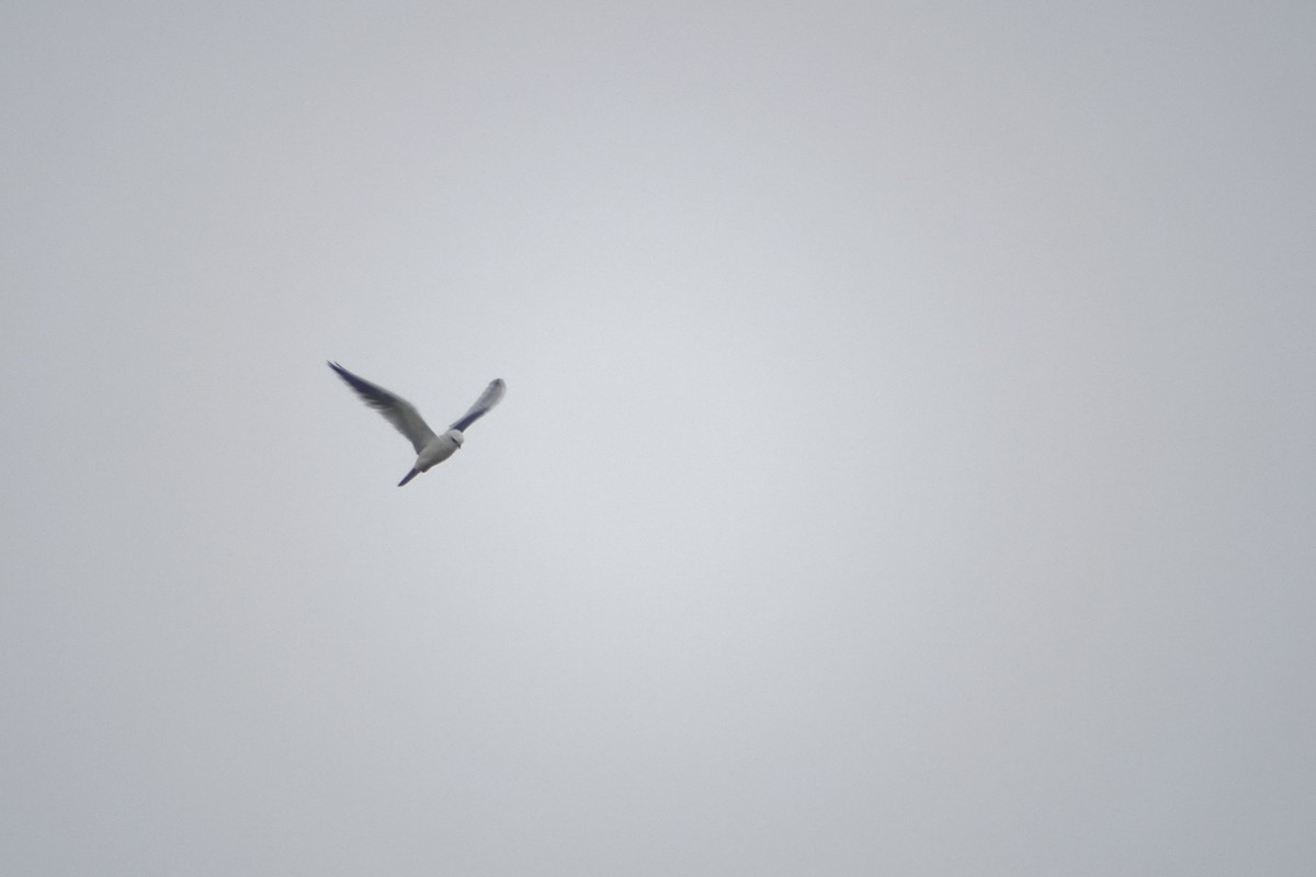 White-tailed Kite - ML617542785