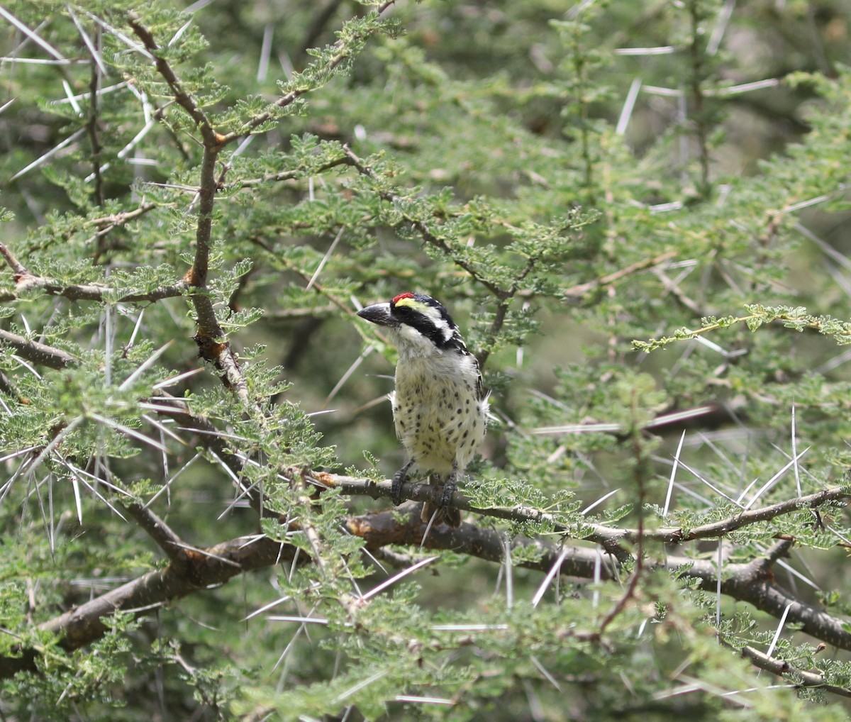 Red-fronted Barbet - ML617542788