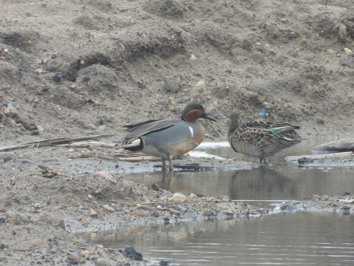 Green-winged Teal - ML617542916