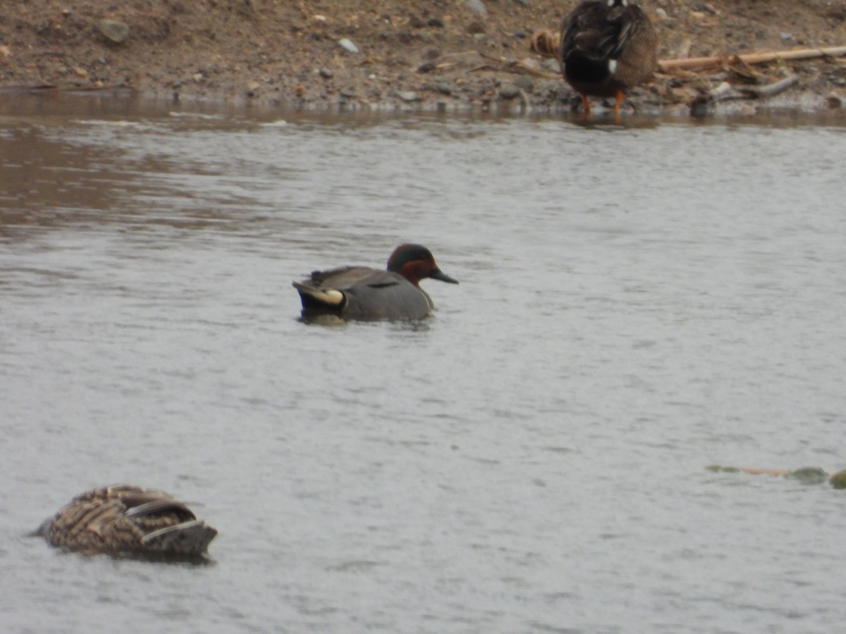 Green-winged Teal - ML617542917