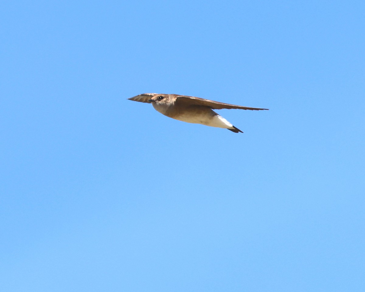 Northern Rough-winged Swallow - ML617542968
