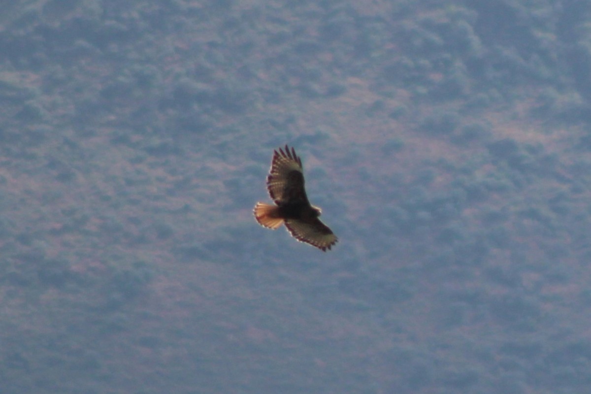 Red-tailed Hawk (calurus/alascensis) - ML617542984