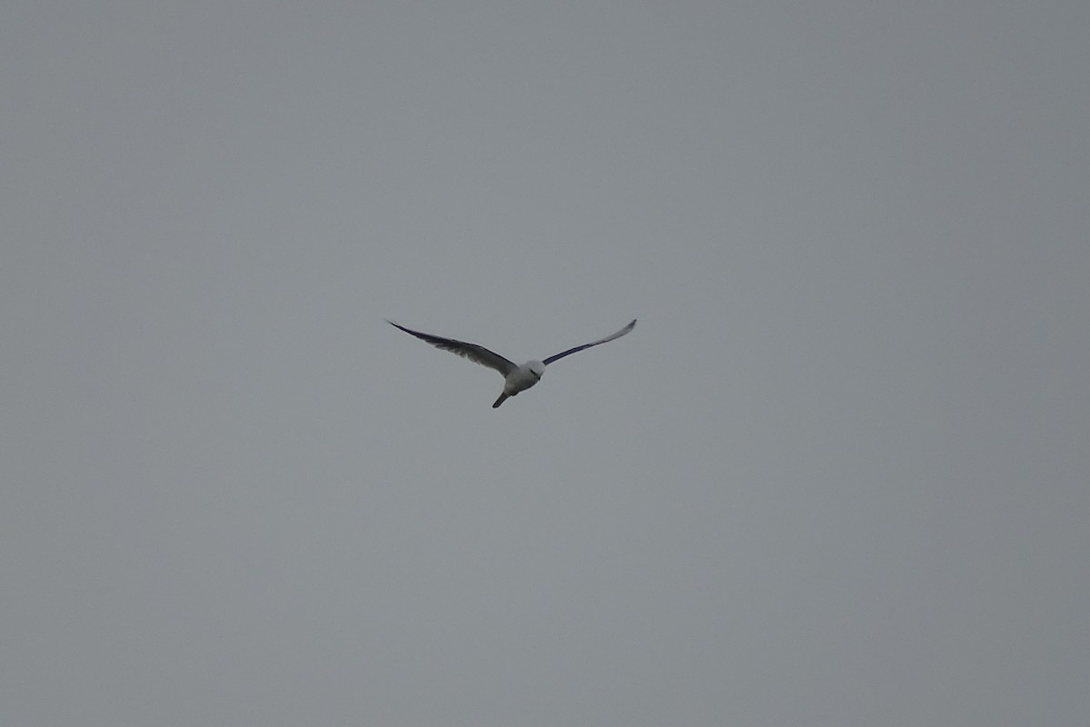 White-tailed Kite - ML617542995