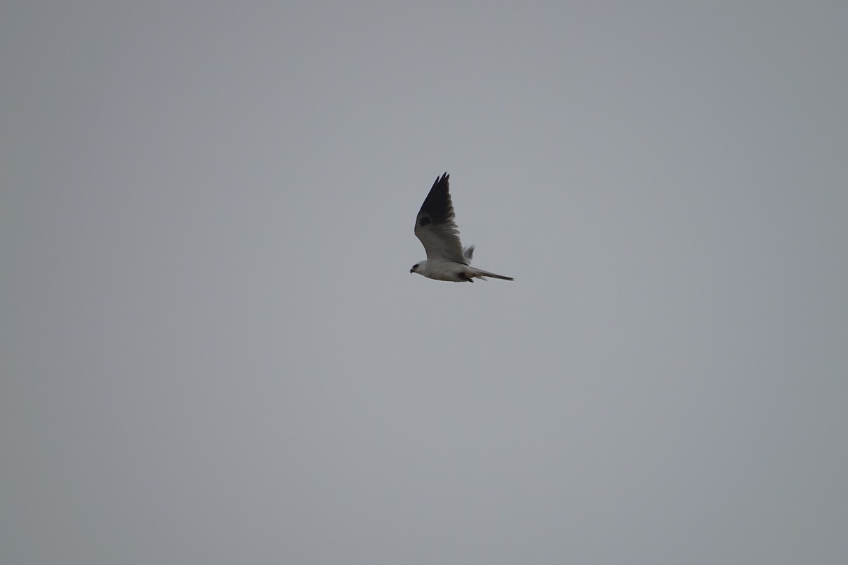 White-tailed Kite - ML617542996
