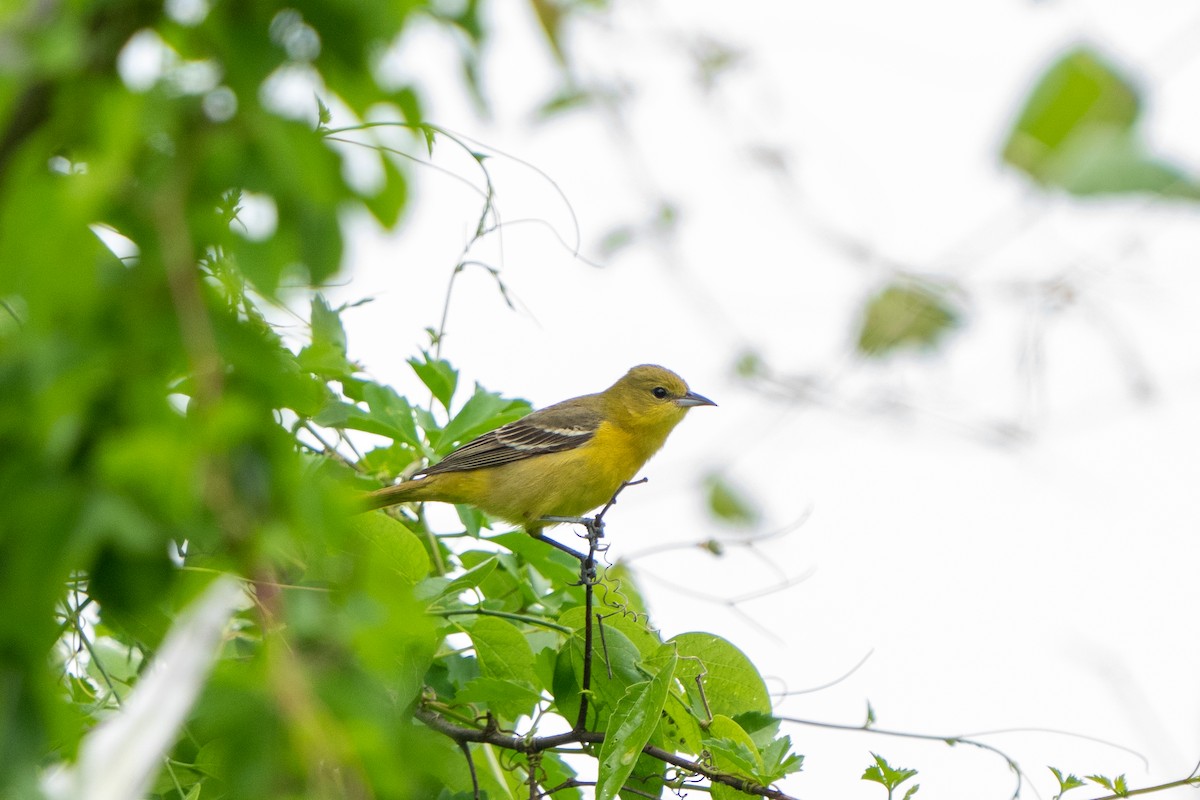 Orchard Oriole - ML617543002