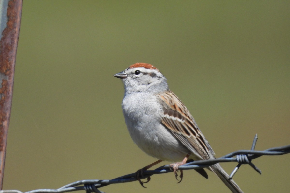 Chipping Sparrow - ML617543020