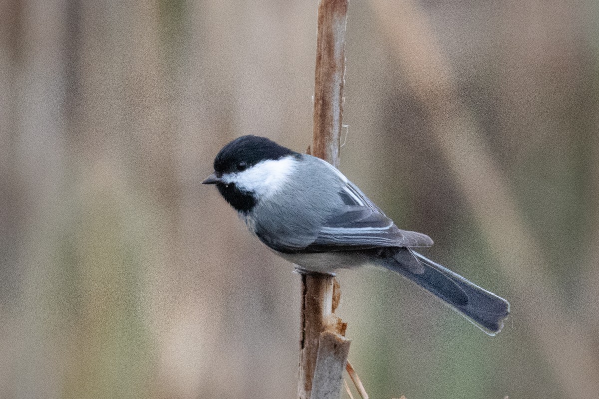 Black-capped Chickadee - Timothy Graves