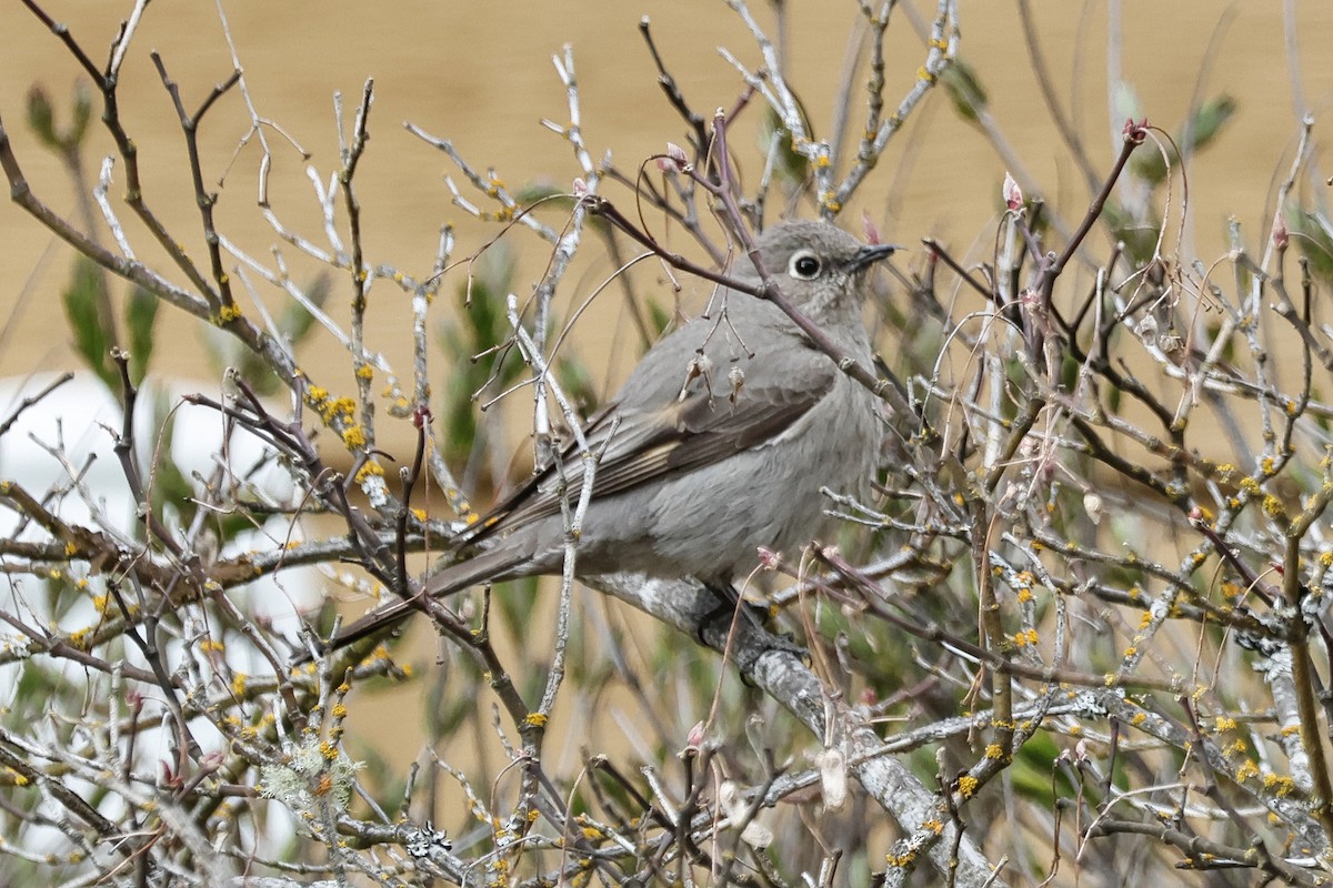 Townsend's Solitaire - ML617543128