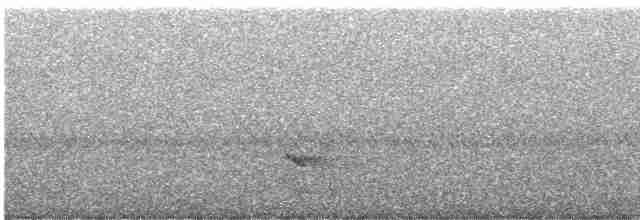 Australian Owlet-nightjar - ML617543129