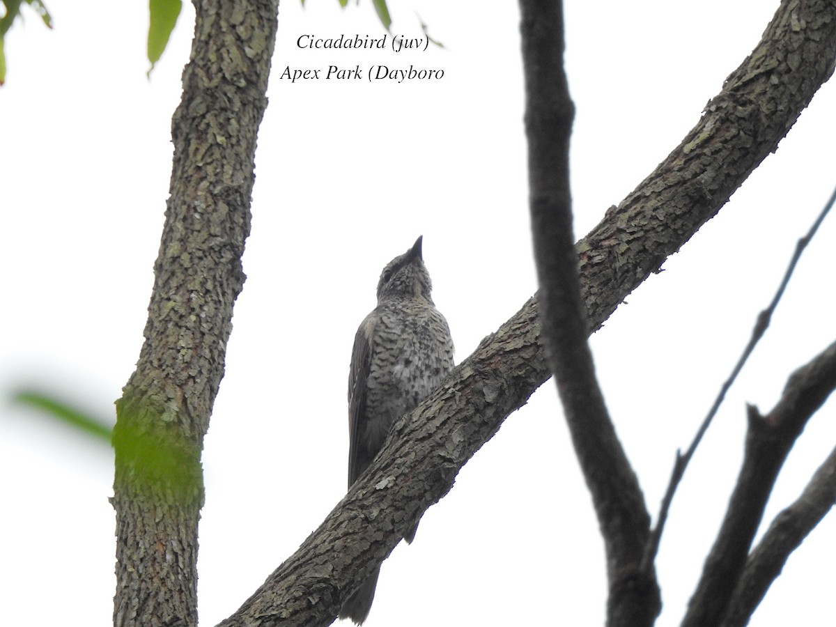 Common Cicadabird - ML617543133